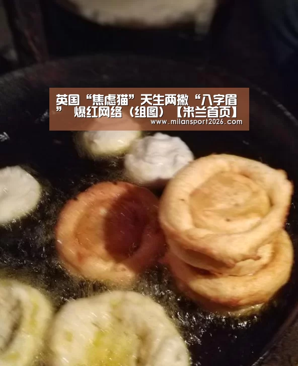 英国“焦虑猫”天生两撇“八字眉” 爆红网络（组图）【米兰首页】