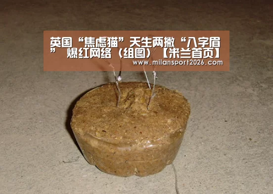米兰首页